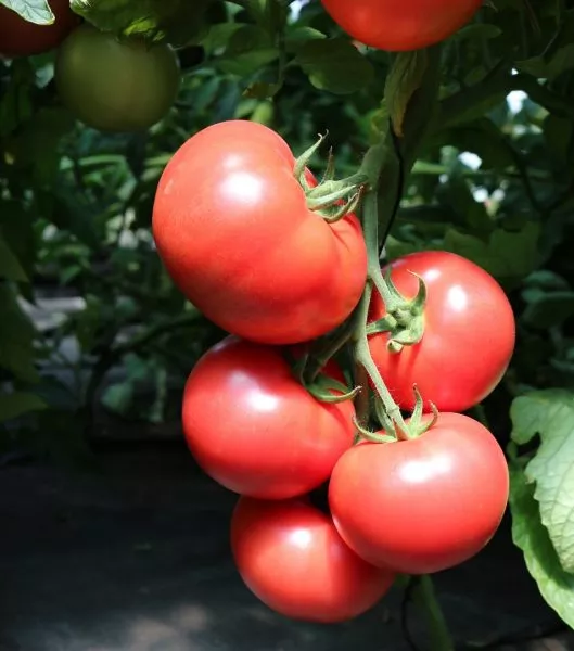 pink-nays-main-175511