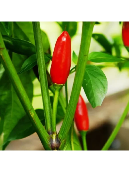 piri-piri-main-181949