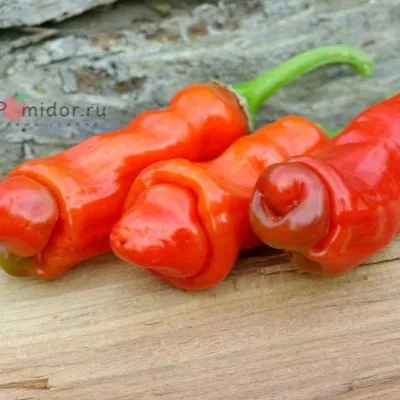piter-pepper-red-10-190408