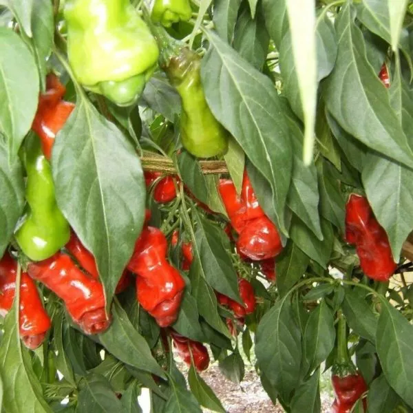 piter-pepper-red-2-190408