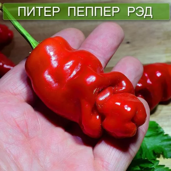 piter-pepper-red-3-190408