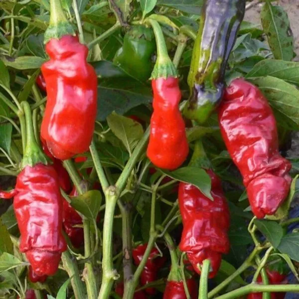 piter-pepper-red-4-190408