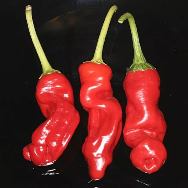 piter-pepper-red-7-190408