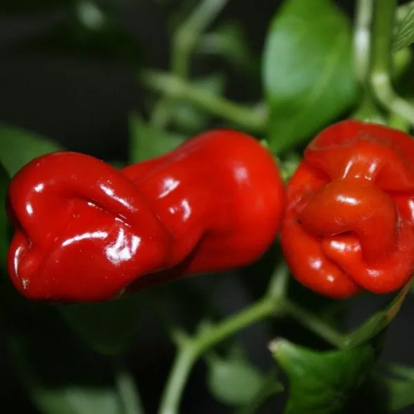 piter-pepper-red-8-190408