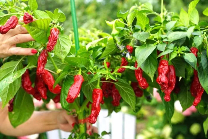 piter-pepper-red-9-190408