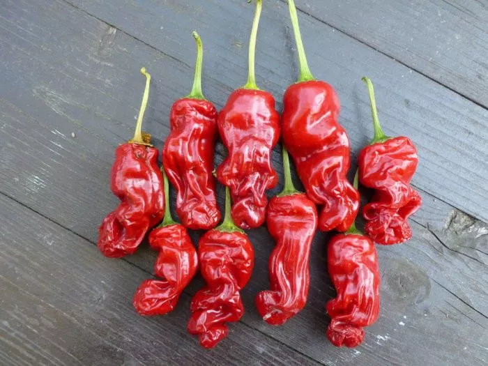 piter-pepper-red-main-190408