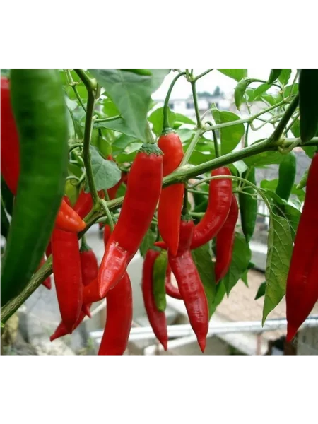 plamya-drakona-1-179552