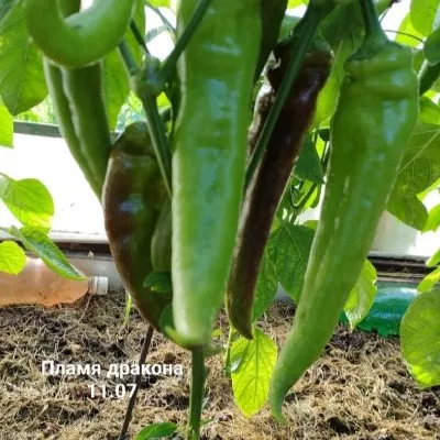 plamya-drakona-11-179552