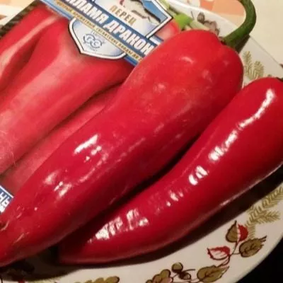 plamya-drakona-12-179552