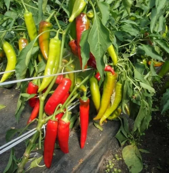 plamya-drakona-3-179552