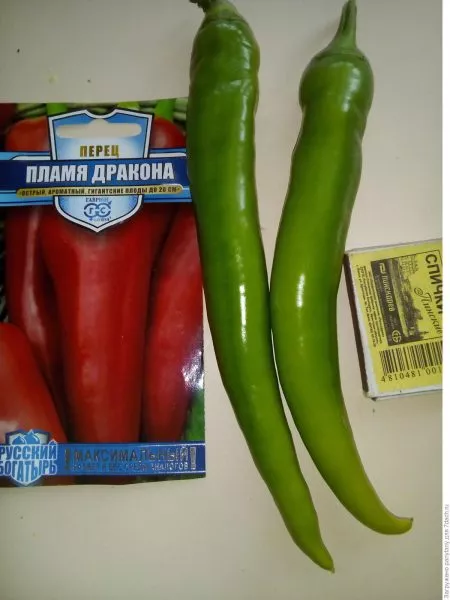 plamya-drakona-4-179552