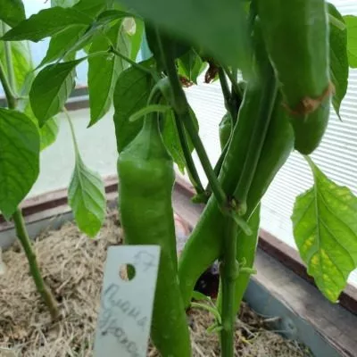 plamya-drakona-8-179552