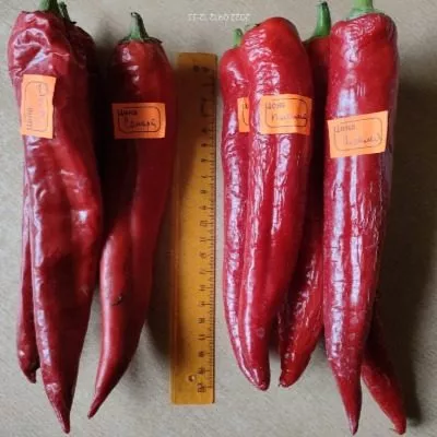 plamya-drakona-9-179552