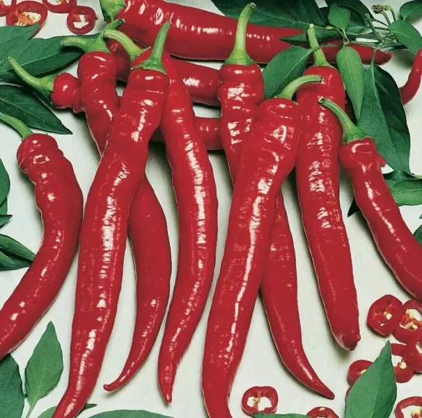 plamya-drakona-main-179552