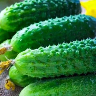 po-schuchemu-veleniyu-3-199873