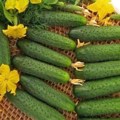 po-schuchemu-veleniyu-5-199873