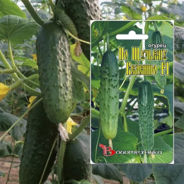 po-schuchemu-veleniyu-main-199873