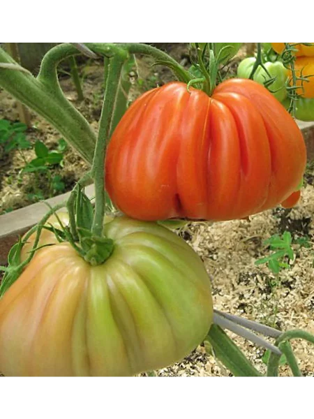 polnaya-kubyshka-1-175498