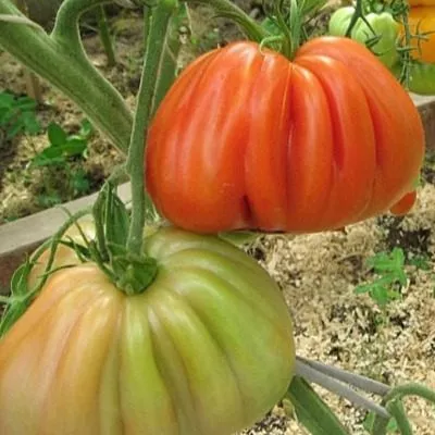 polnaya-kubyshka-4-175498