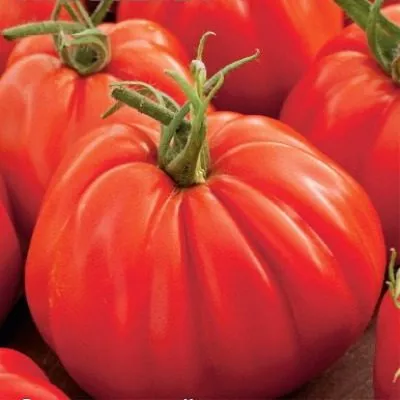 polnaya-kubyshka-7-175498