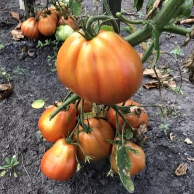 polnaya-kubyshka-8-175498