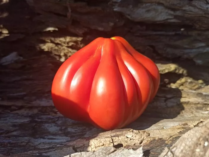 polnaya-kubyshka-main-175498