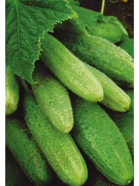 primadonna-main-201121