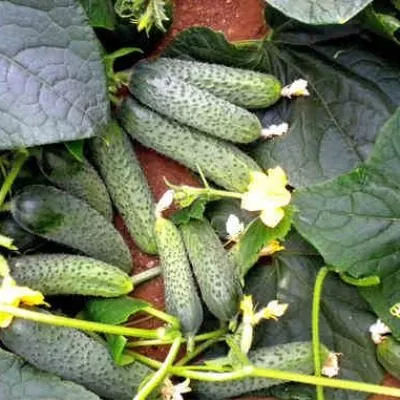 puchchini-main-200845