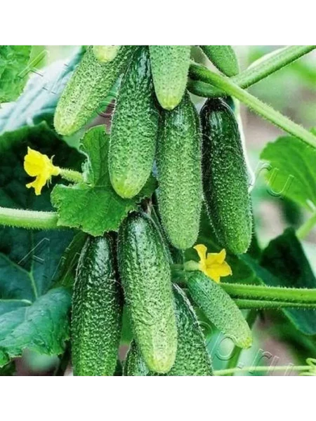 puchkoff-main-192120