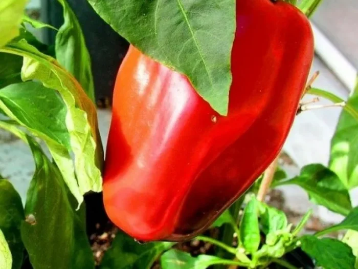 QQ3t4jT9a__BQGXXQcqyU6Irx8