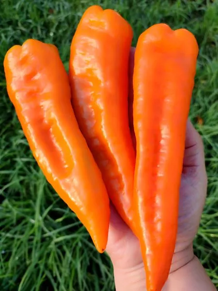 ramiro-oranzhevyy-1-184315