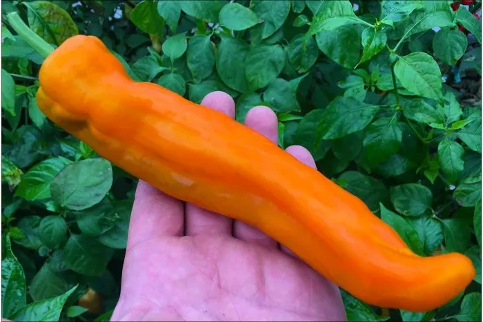 ramiro-oranzhevyy-10-184315