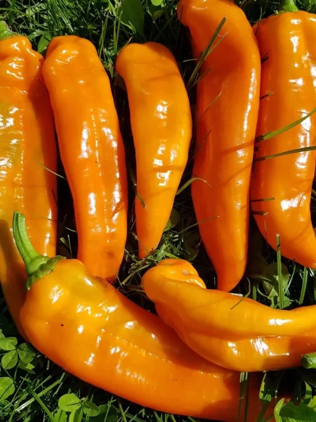 ramiro-oranzhevyy-12-184315