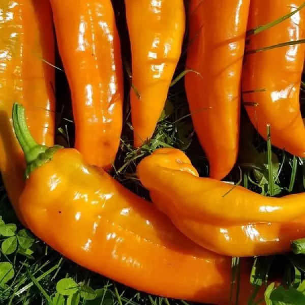 ramiro-oranzhevyy-2-184315