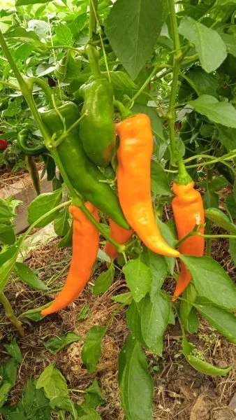 ramiro-oranzhevyy-3-184315