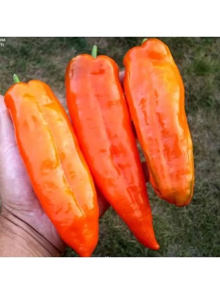 ramiro-oranzhevyy-5-184315