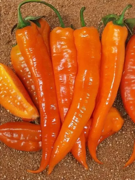 ramiro-oranzhevyy-6-184315