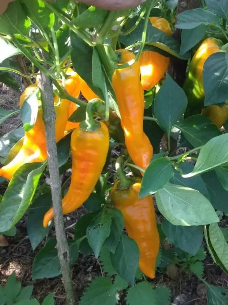 ramiro-oranzhevyy-7-184315