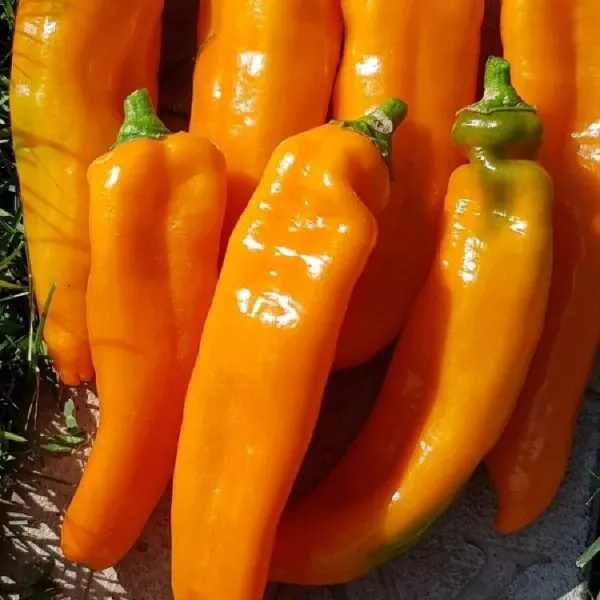 ramiro-oranzhevyy-main-184315