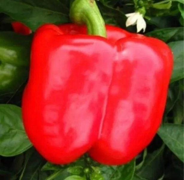 red-nayt-main-183365