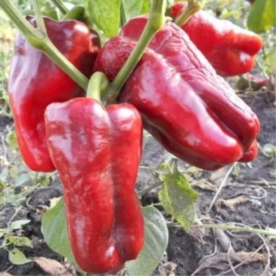 red-nosera-10-187390