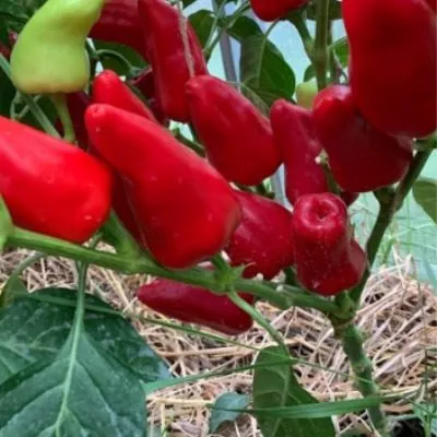 red-nosera-11-187390