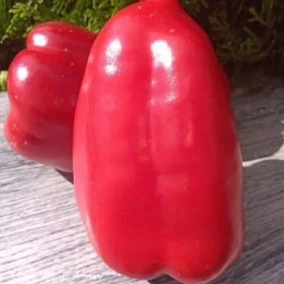 red-nosera-12-187390