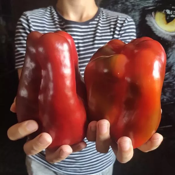 red-nosera-main-187390