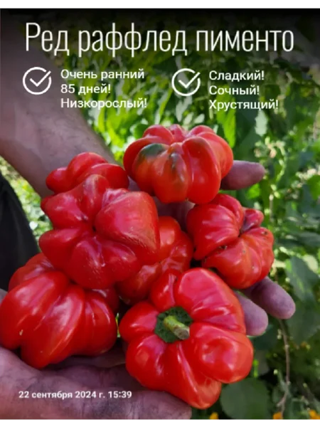 red-rufl-pimento-red-ruffle-pimento-5-180269