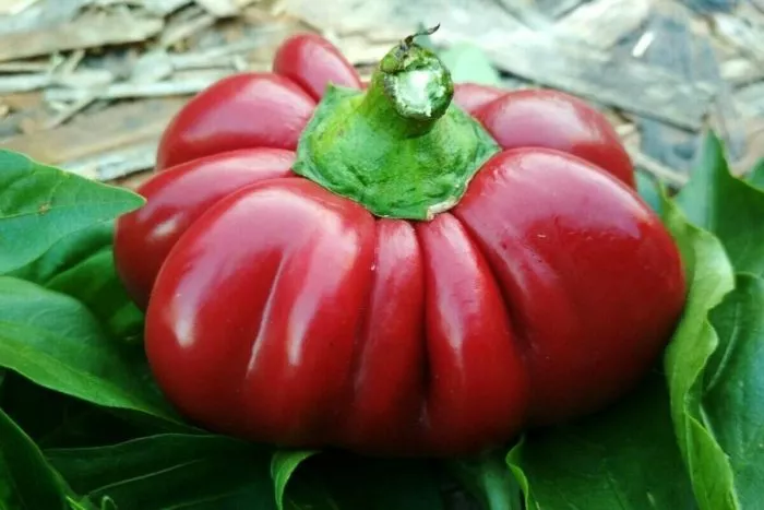 red-rufl-pimento-red-ruffle-pimento-main-180269