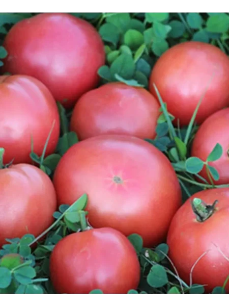 rozovyy-son-1-175475