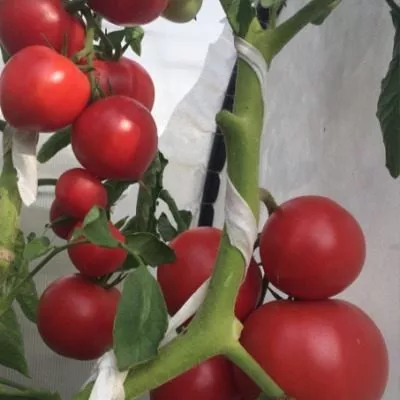 rozovyy-son-5-175475