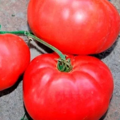 rozovyy-son-7-175475