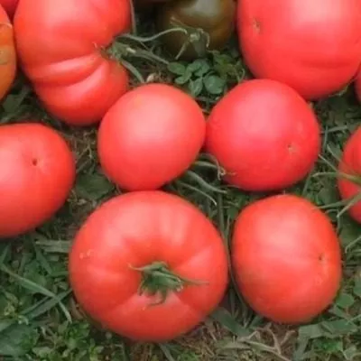 rozovyy-son-8-175475